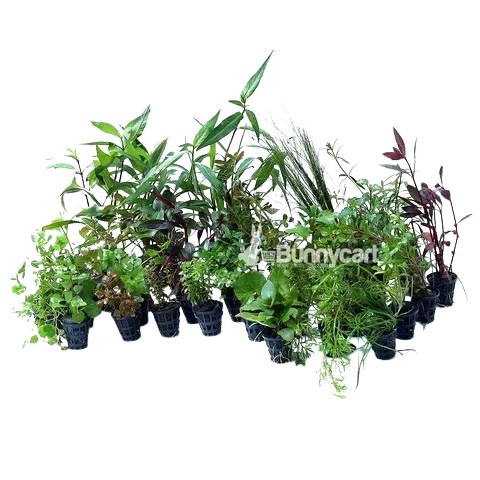 Bunnycart Assorted Aquatic Plants Pack Of 5