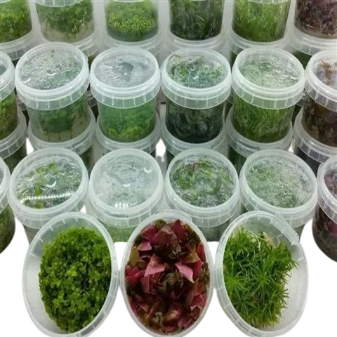 Bunnycart Tissue Culture Aquatic Plants 1 Cup